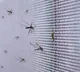 AP Government Using AI for Mosquito Control