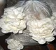 Australian woman found guilty of murdering three family members with poisonous mushrooms
