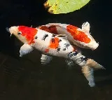 Hanako Koi Fish Lived Over 200 Years