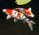 Hanako Koi Fish Lived Over 200 Years