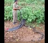 Kerala Woman Forest Officer Rescues Her First King Cobra