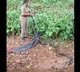 Kerala Woman Forest Officer Rescues Her First King Cobra