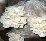 Australian woman found guilty of murdering three family members with poisonous mushrooms