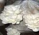Australian woman found guilty of murdering three family members with poisonous mushrooms
