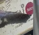 Indigo Flight Delayed by Bees at Surat Airport