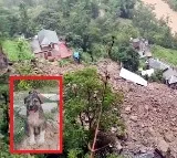 Dog saves 67 lives in Himachal Pradesh floods