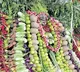 Durga Malleswara Swamy Shakambari Utsavalu Begins at Indrakilaadri