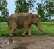 MP: Asia's oldest elephant dies at Panna Tiger Reserve