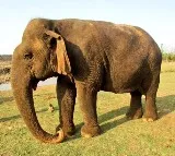 Tearful farewell to centenarian 'Vatsala' at Panna Tiger Reserve