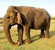 Tearful farewell to centenarian 'Vatsala' at Panna Tiger Reserve