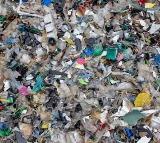 Scientists Discover Caterpillars That Can Turn Plastic Into Body Fat