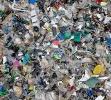 Scientists Discover Caterpillars That Can Turn Plastic Into Body Fat