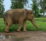 Vatsala the Oldest Elephant Dies at Panna Tiger Reserve