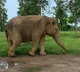 Vatsala the Oldest Elephant Dies at Panna Tiger Reserve