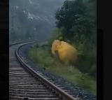 Elephant Gives Birth on Railway Track in Jharkhand Train Stopped