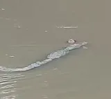Crocodile kills woman collecting water in MP river