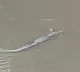 Crocodile kills woman collecting water in MP river