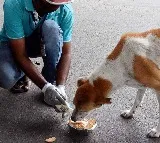 Bengaluru BBMP’s chicken biryani scheme for stray dogs stirs controversy