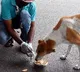Bengaluru BBMP’s chicken biryani scheme for stray dogs stirs controversy
