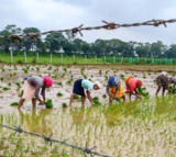 Cabinet approves PM Dhan-Dhaanya Krishi Yojana in big push to agriculture sector