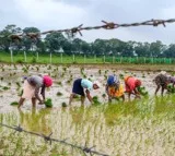 Cabinet approves PM Dhan-Dhaanya Krishi Yojana in big push to agriculture sector