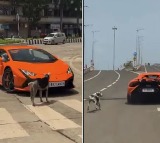 Lamborghini Versus Dog Mumbai Street Video Goes Viral