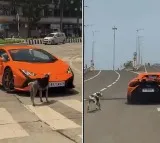 Lamborghini Versus Dog Mumbai Street Video Goes Viral