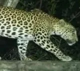 Leopard Creates Panic at Alipiri Zoo Park Road in Tirumala