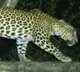 Leopard Creates Panic at Alipiri Zoo Park Road in Tirumala