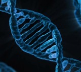 Gene essential for vitamin D absorption may boost cancer treatment