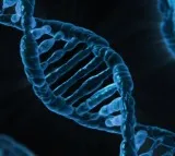 Gene essential for vitamin D absorption may boost cancer treatment