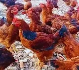 Controversy Over Chicken Named Narmada River in Madhya Pradesh