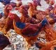Controversy Over Chicken Named Narmada River in Madhya Pradesh