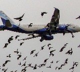 Bird Strikes Worrying Hyderabad Airport Safety