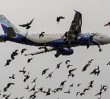 Bird Strikes Worrying Hyderabad Airport Safety