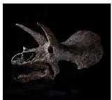 Dinosaur Fossil fetches Rs 263 crore in New York auction