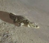 Vadodara Crocodile Spotted on Busy Road in Viral Video