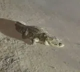 Vadodara Crocodile Spotted on Busy Road in Viral Video