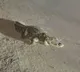 Vadodara Crocodile Spotted on Busy Road in Viral Video