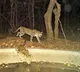 Telangana keeps Tiger Conservation Reserve order in abeyance after protests by tribals