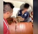 Pitbull Attack in Mumbai Owner Filmed as Dog Bites Crying Boy