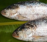 Pulasa Fish Sells for Rs 22000 in Godavari Special Auction