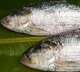 Pulasa Fish Sells for Rs 22000 in Godavari Special Auction