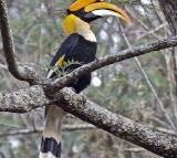 India's first hornbill conservation centre to come up at Annamalai Tiger Reserve in Tamil Nadu