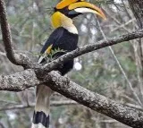 India's first hornbill conservation centre to come up at Annamalai Tiger Reserve in Tamil Nadu