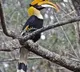 India's first hornbill conservation centre to come up at Annamalai Tiger Reserve in Tamil Nadu