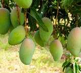 Centre approves Market Intervention Price for Andhra Pradesh's Totapuri mangoes