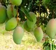 Centre approves Market Intervention Price for Andhra Pradesh's Totapuri mangoes