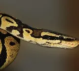 Python Scare Chennakeshavulu Wakes Up to Snake in Bed in Telangana