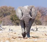 Gondwana Game Reserve CEO killed in elephant attack